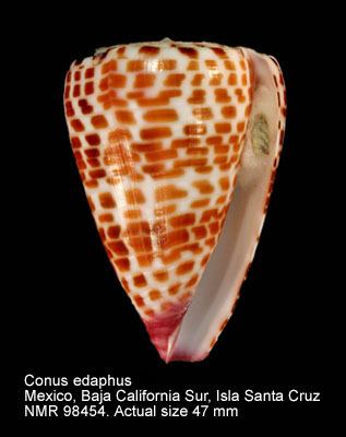 Conus edaphus.jpg - Conus edaphus Dall,1910